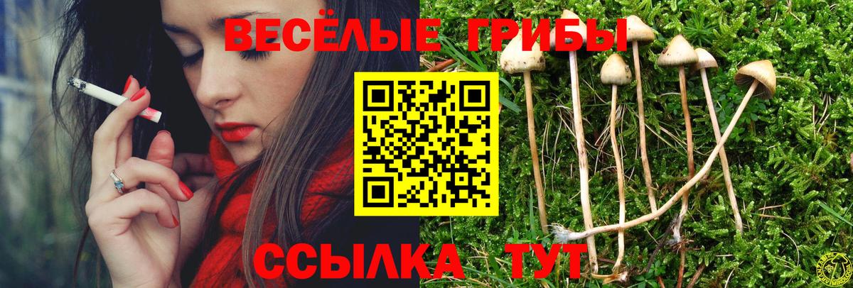 Галлюциногенные грибы Psilocybine cubensis Воронеж